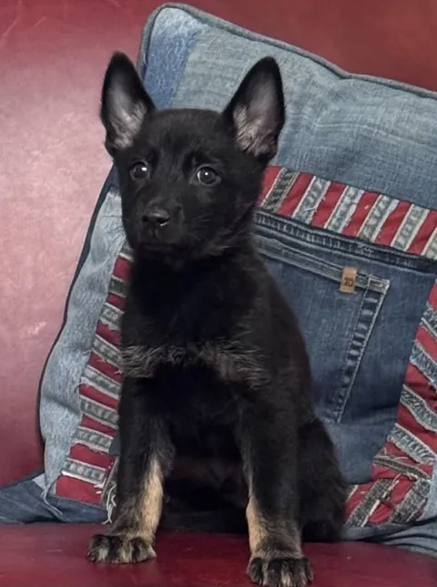 Apollo — German Shepherd Dog