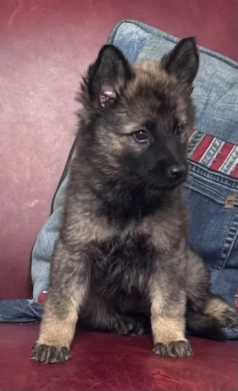 Atalanta — German Shepherd Dog