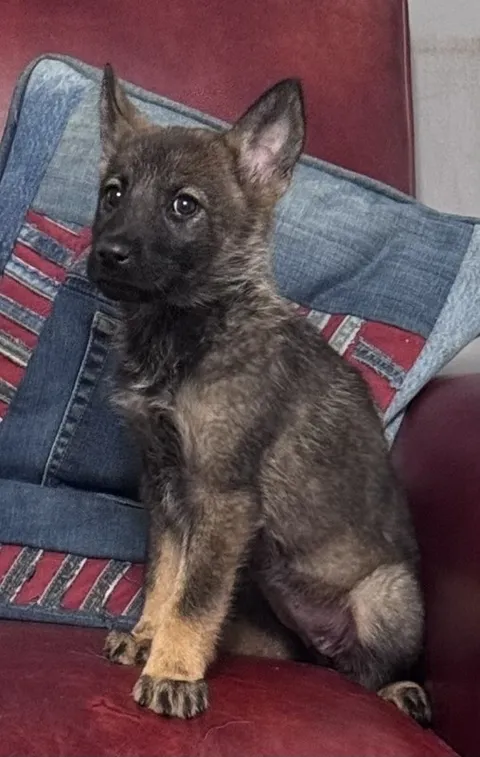Athena — German Shepherd Dog