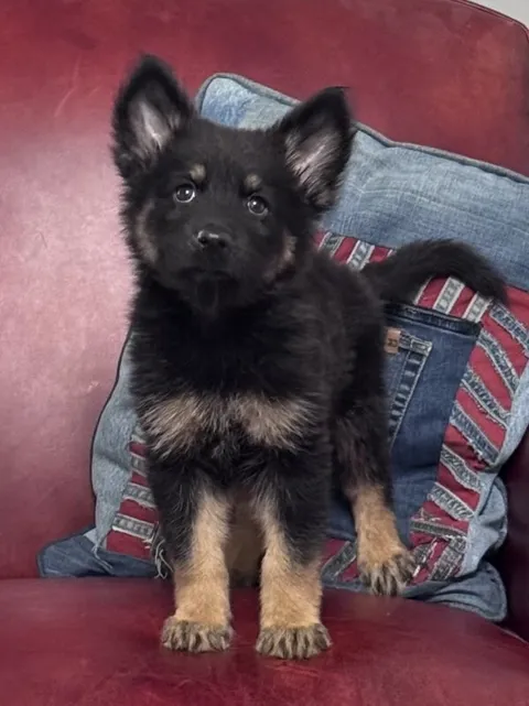 Atlas — German Shepherd Dog