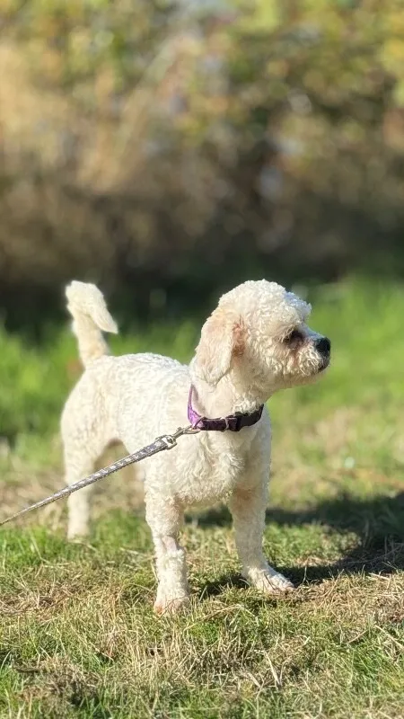 Biscuit — Shih Tzu