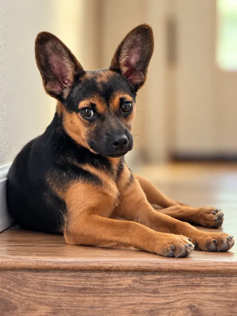 Cami — Chihuahua