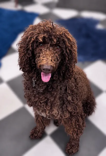 Coco — Standard Poodle
