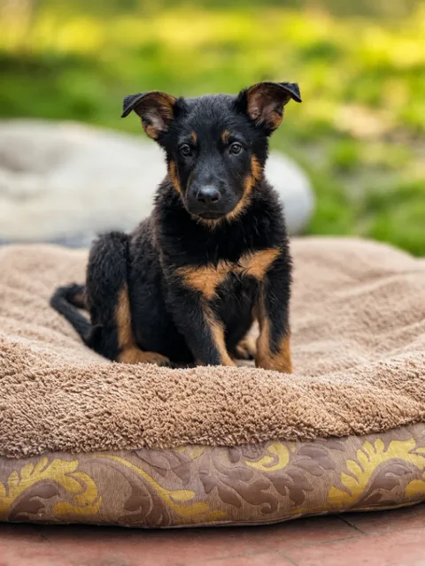Cole — German Shepherd Dog