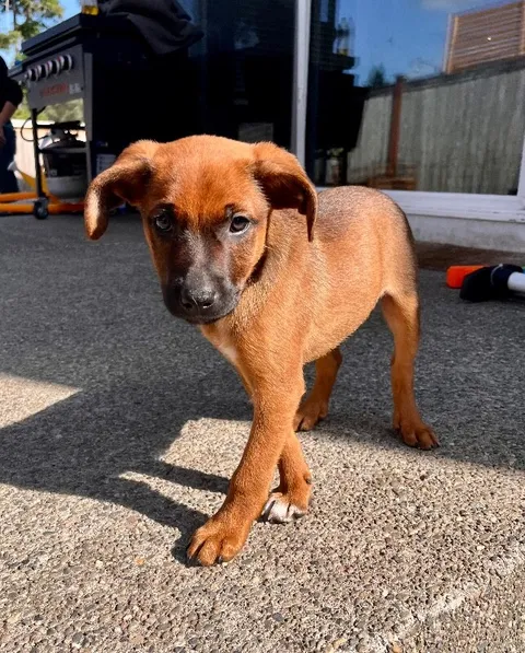 Cooper — Mix