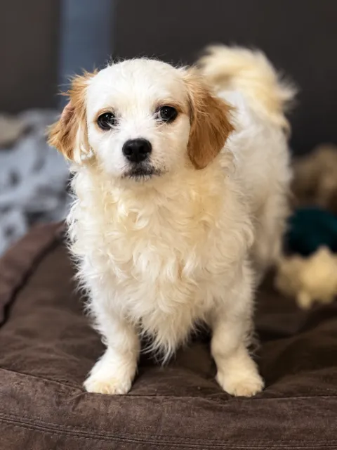 Crumpet — Shih Tzu