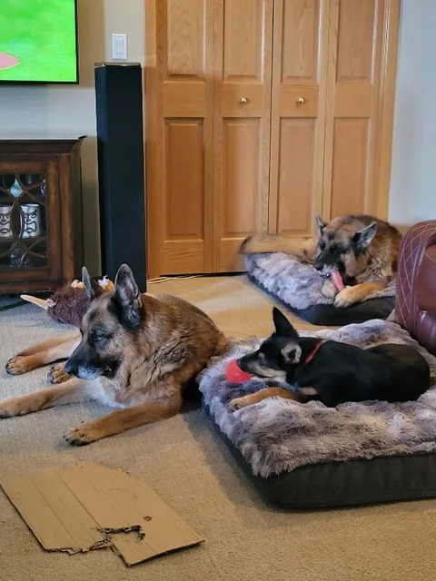 Dani — German Shepherd Dog