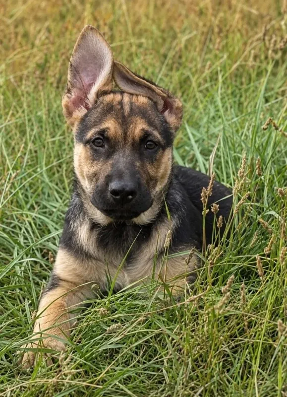 Eli