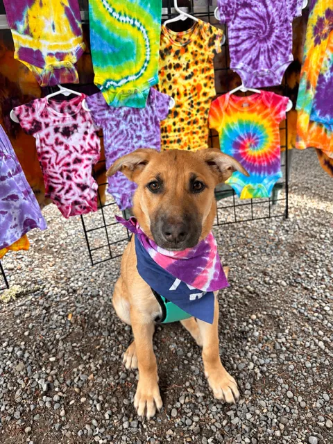 Evie — German Shepherd Dog