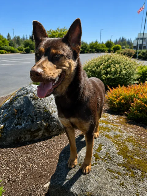 Finn — German Shepherd Dog