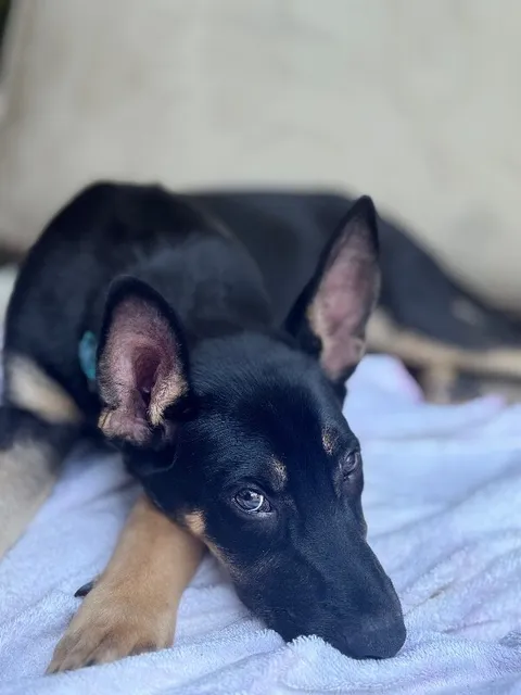 Grant — German Shepherd Dog