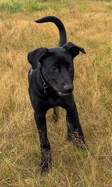 Griffin — German Shepherd Dog