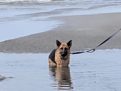 Hope — German Shepherd Dog