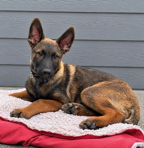 Kellen — German Shepherd Dog