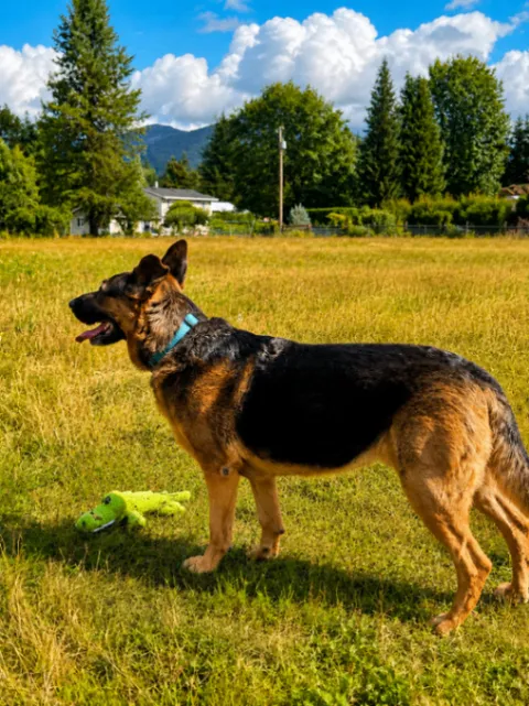 Kira — German Shepherd Dog