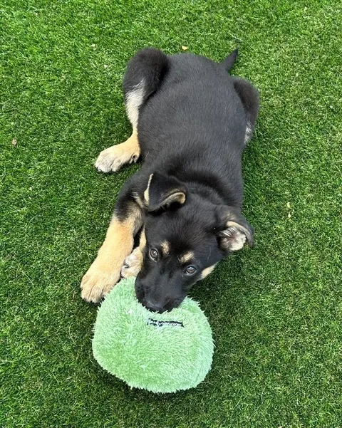 Lars — German Shepherd Dog