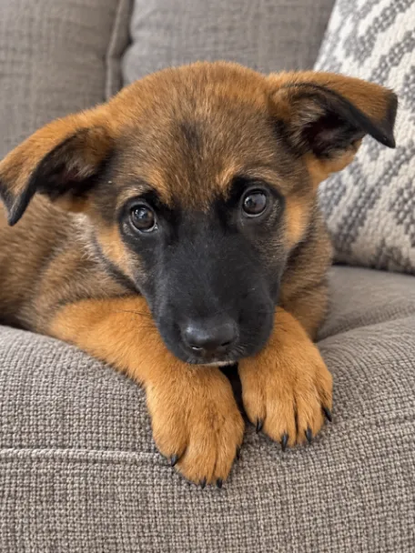 Lily — German Shepherd Dog