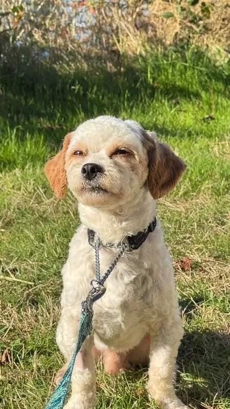Muffin — Shih Tzu