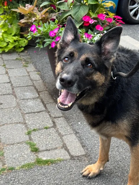 Raven — German Shepherd Dog
