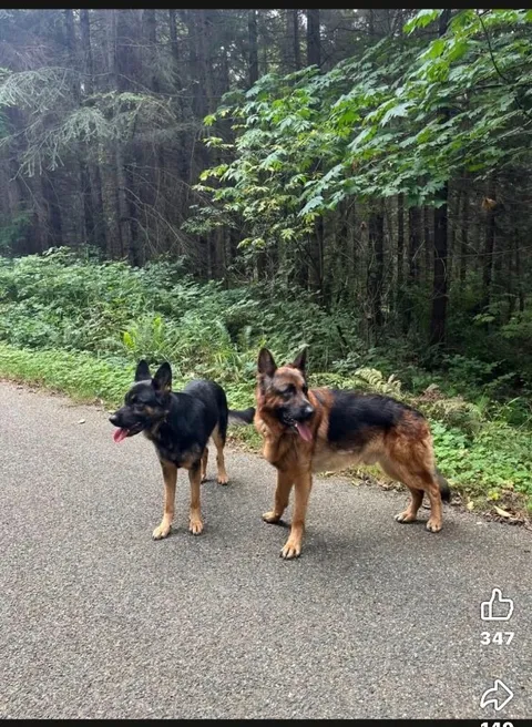 Seeka — German Shepherd Dog