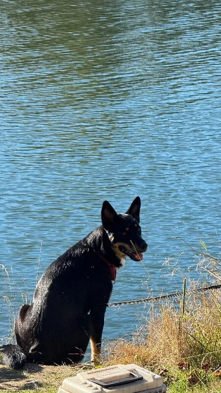 Tala — German Shepherd Dog