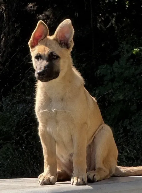 Thane — German Shepherd Dog