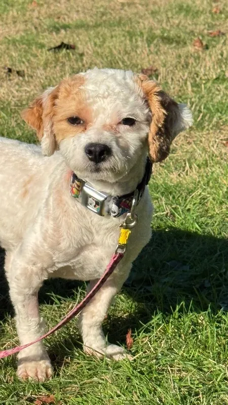 Waffle — Shih Tzu